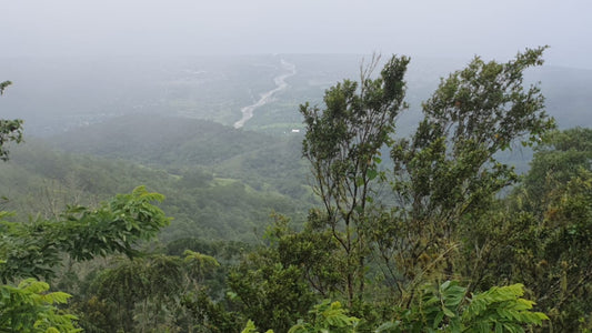 Unique Coffee Growing Conditions in Jamaica's Blue Mountains