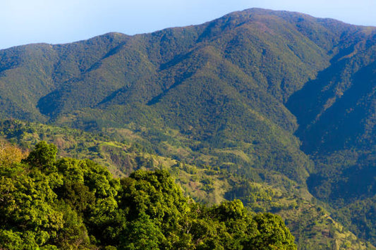 Explore a Jamaica Blue Mountain Coffee Farm (World's Best Coffee!)
